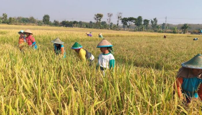 Si-PDPS Kementan Mencatat, Produksi Padi di Ngawi Periode Januari-September  2026 Capai 659,454 Ton