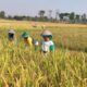 Si-PDPS Kementan Mencatat, Produksi Padi di Ngawi Periode Januari-September  2026 Capai 659,454 Ton